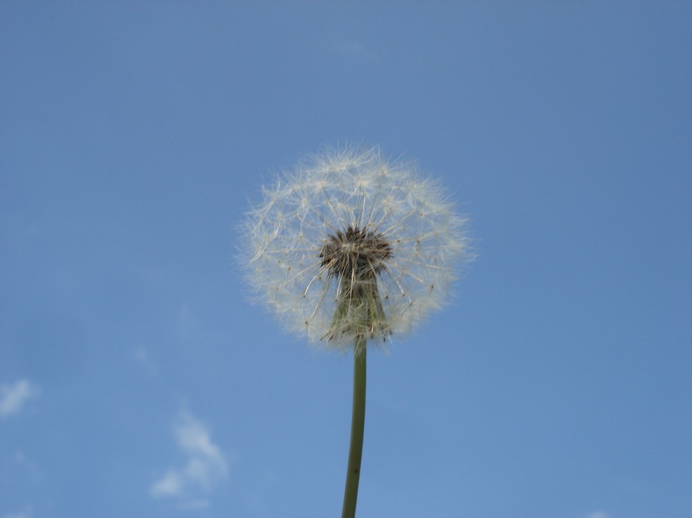 Pusteblume