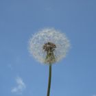 Pusteblume