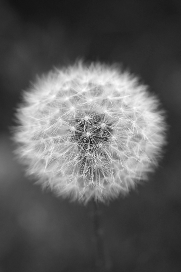 Pusteblume