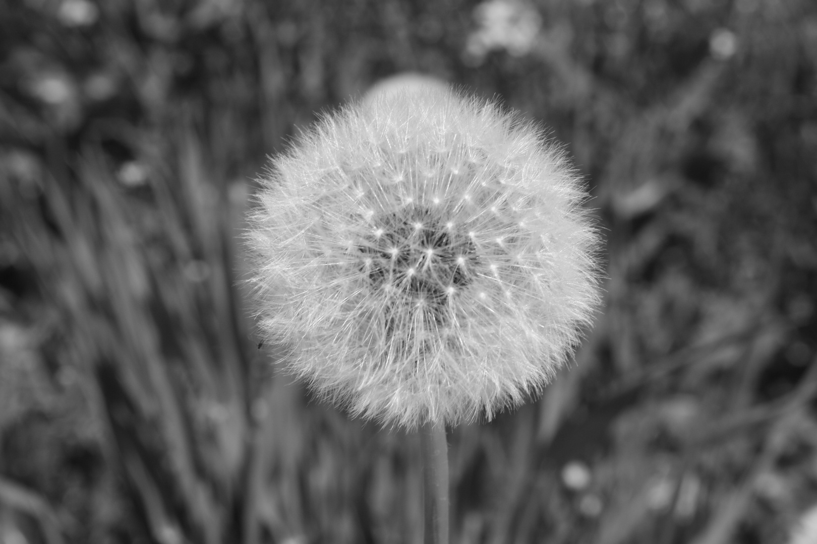 Pusteblume