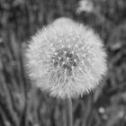 Pusteblume