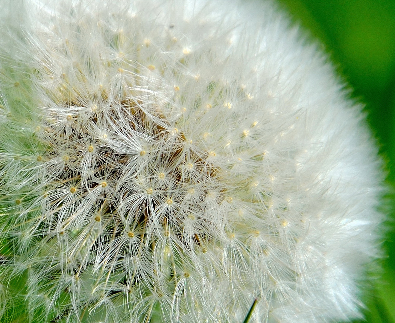 Pusteblume