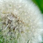 Pusteblume