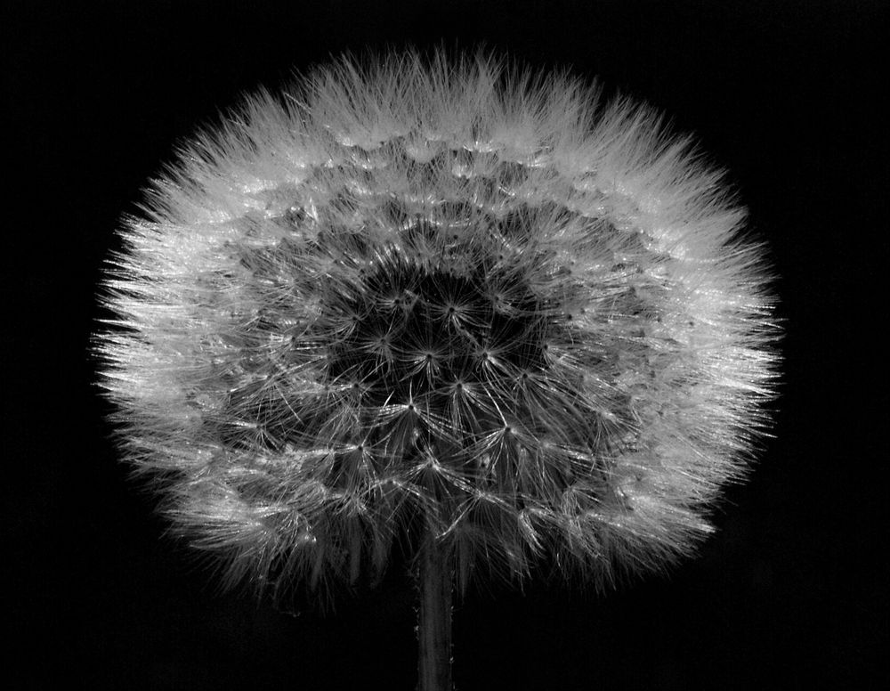 Pusteblume