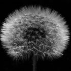 Pusteblume