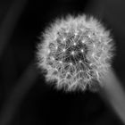 Pusteblume