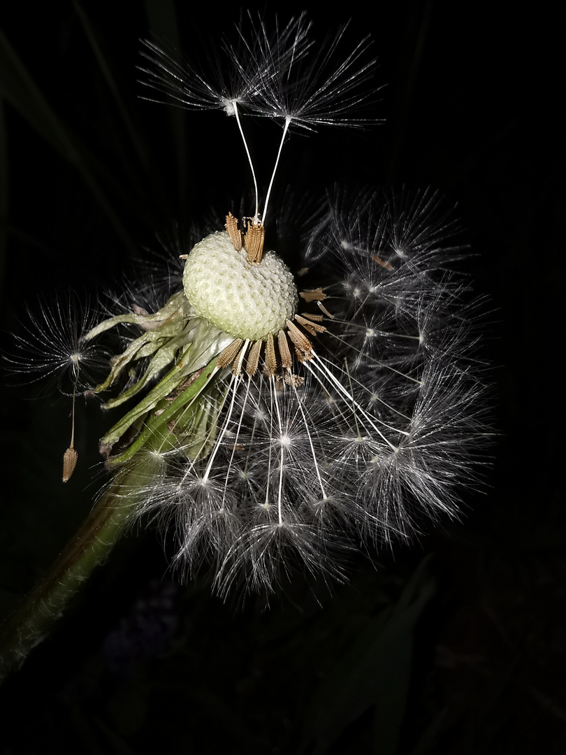 ... Pusteblume ...