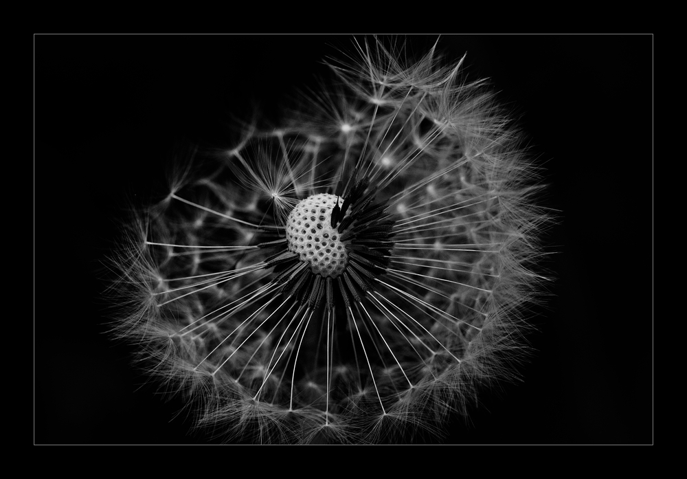 Pusteblume