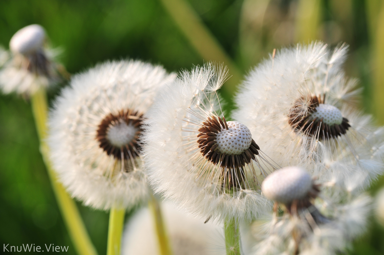 Pusteblume