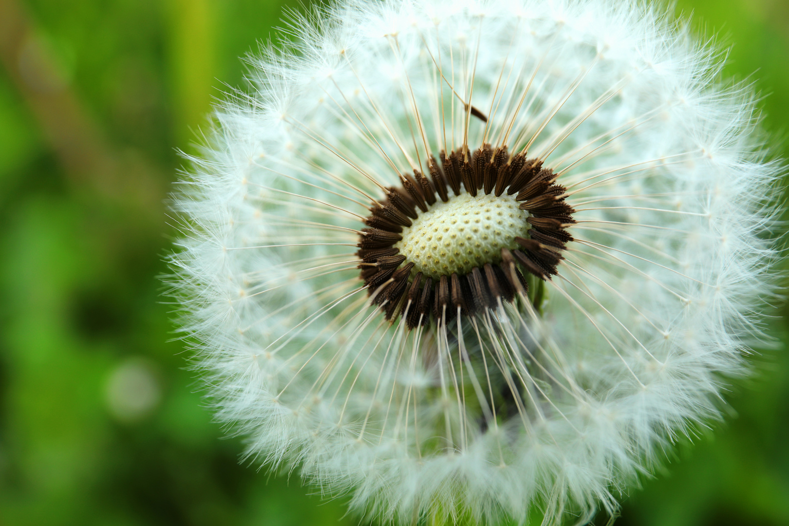 Pusteblume 