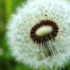 Pusteblume 