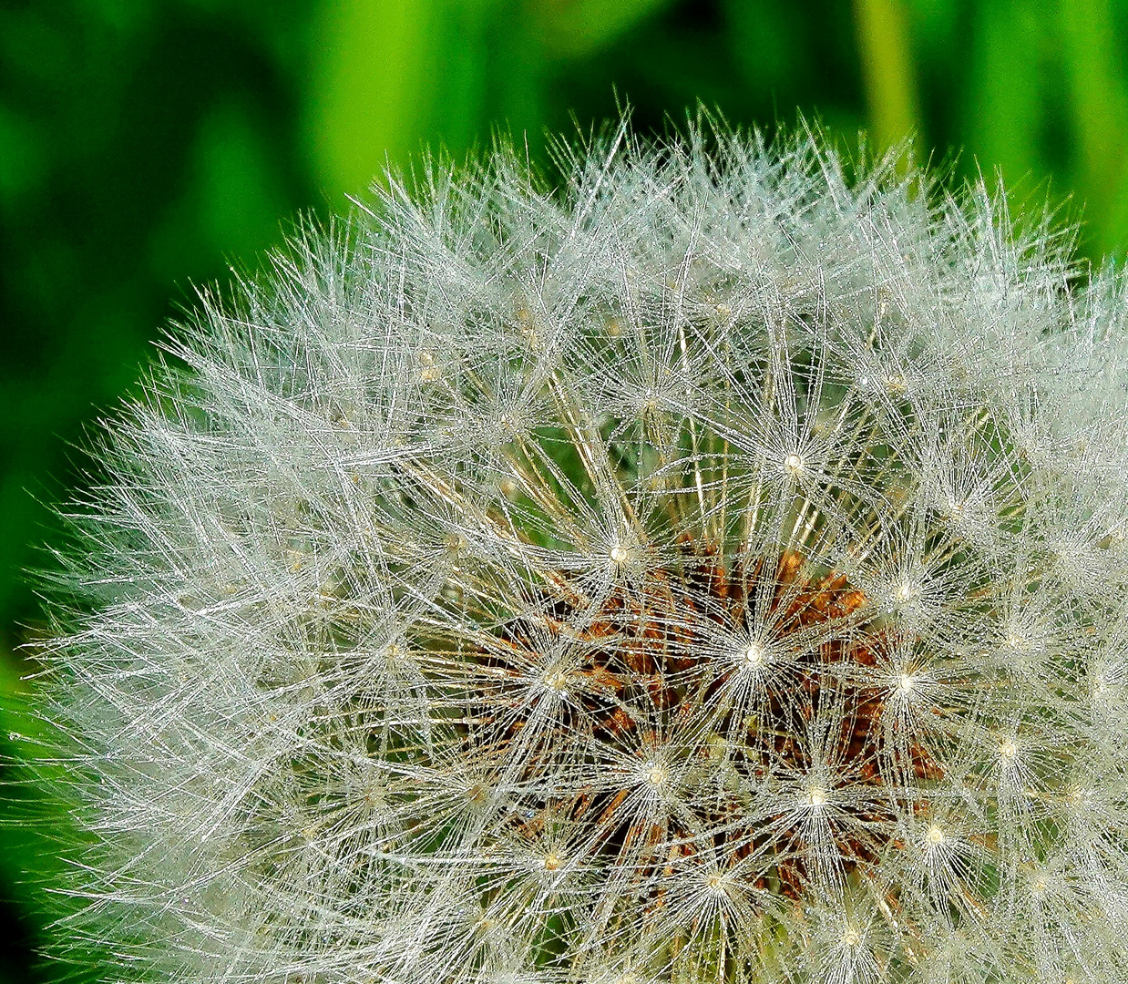 Pusteblume 