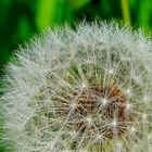 Pusteblume 