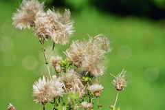 Pusteblume