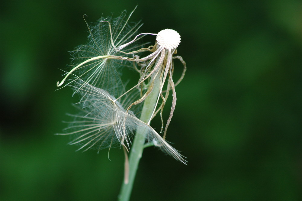 Pusteblume.?