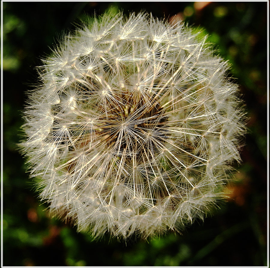 Pusteblume