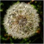 Pusteblume