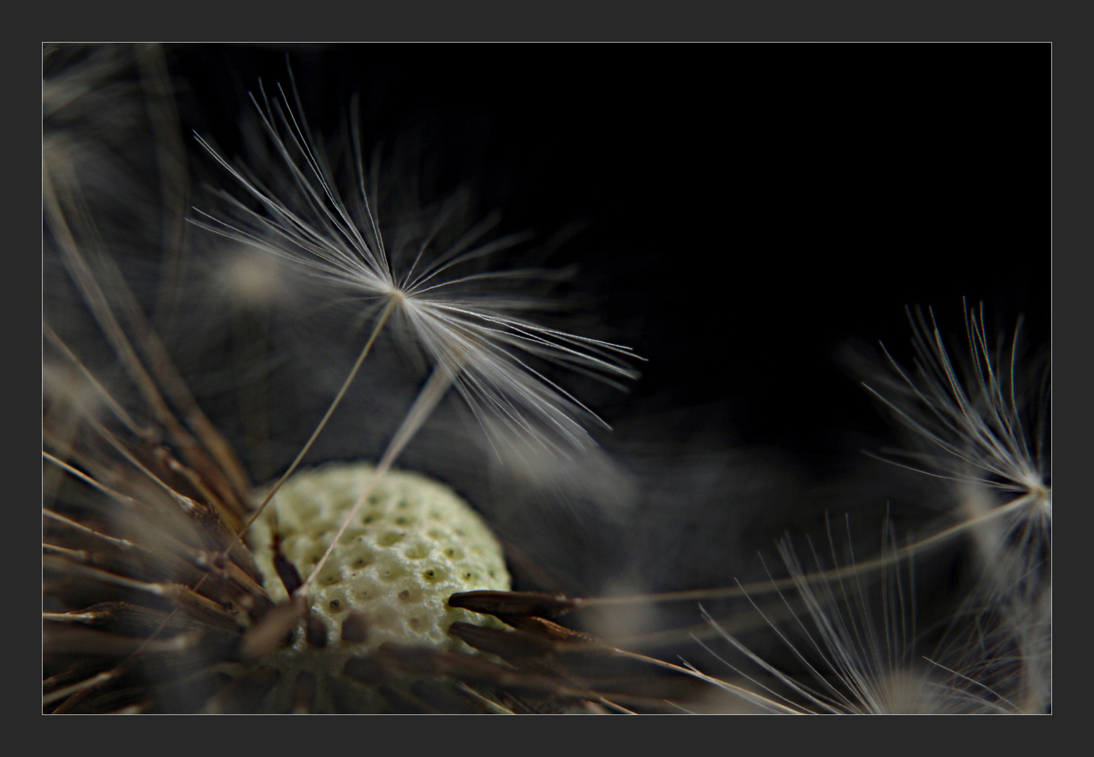 Pusteblume