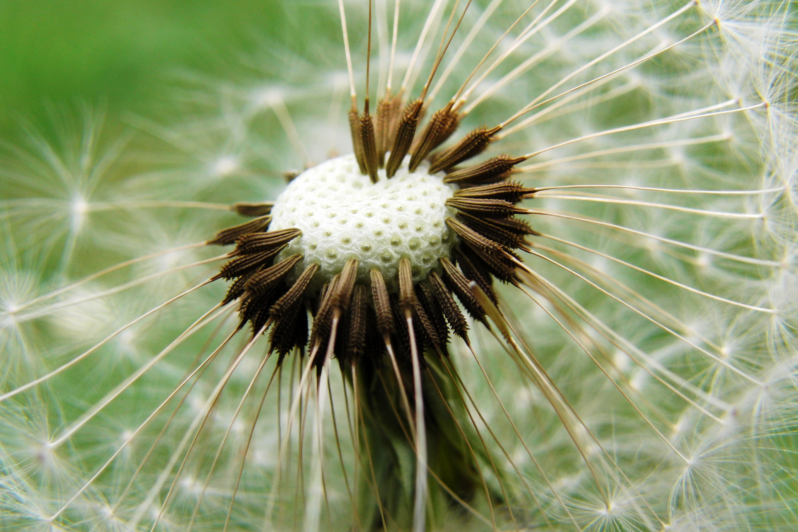 Pusteblume