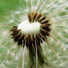 Pusteblume