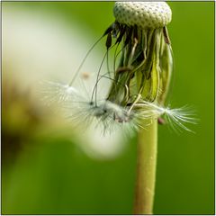 Pusteblume