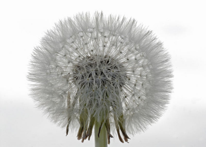 Pusteblume