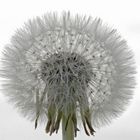 Pusteblume