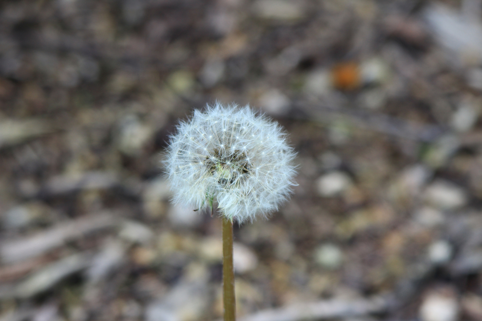 Pusteblume