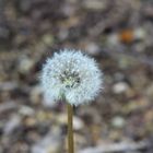 Pusteblume