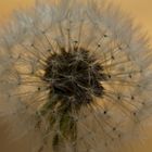 Pusteblume