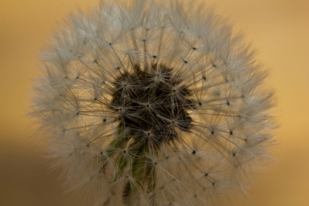 Pusteblume