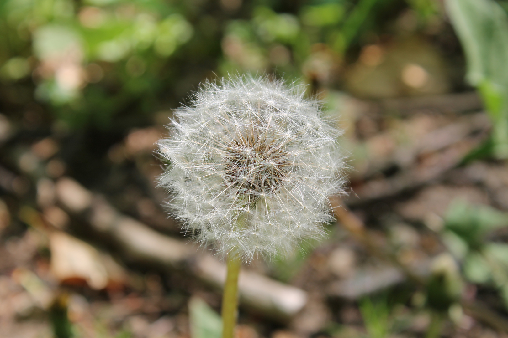 Pusteblume