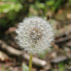 Pusteblume