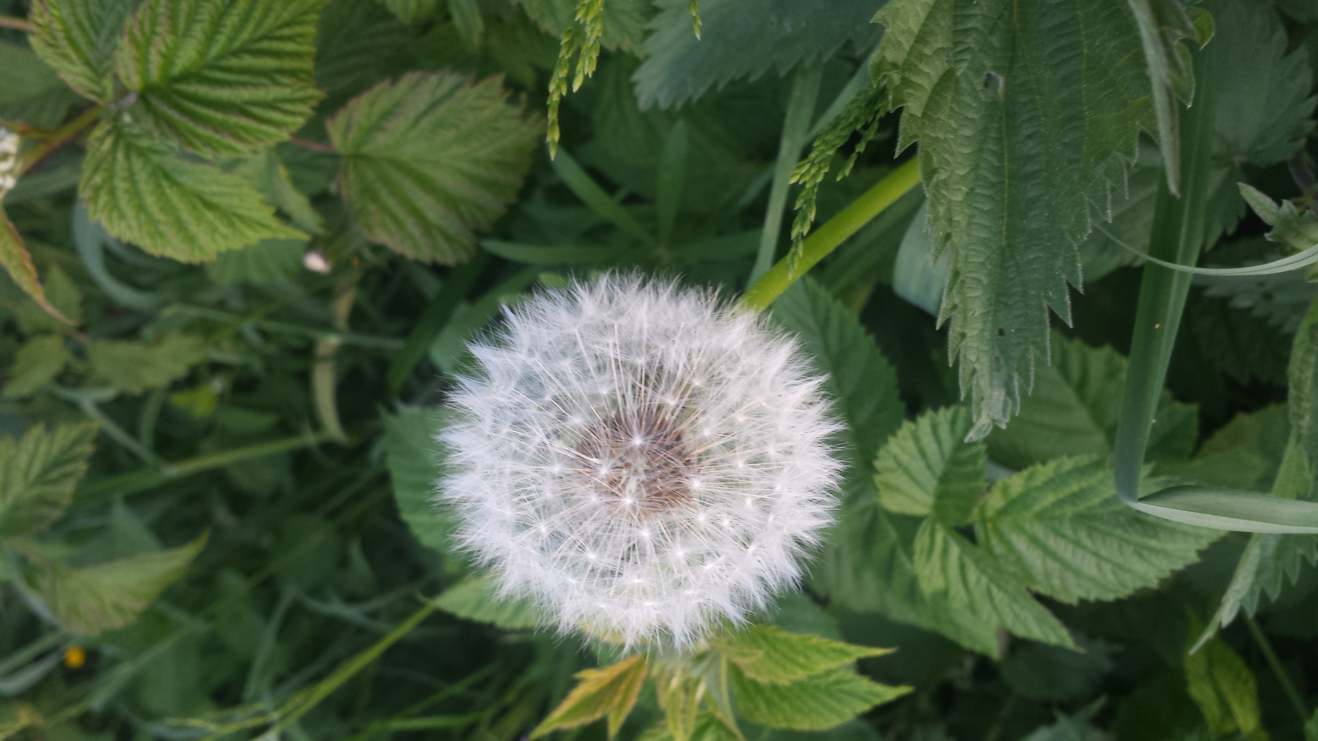 Pusteblume