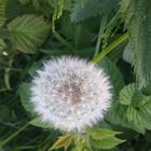 Pusteblume