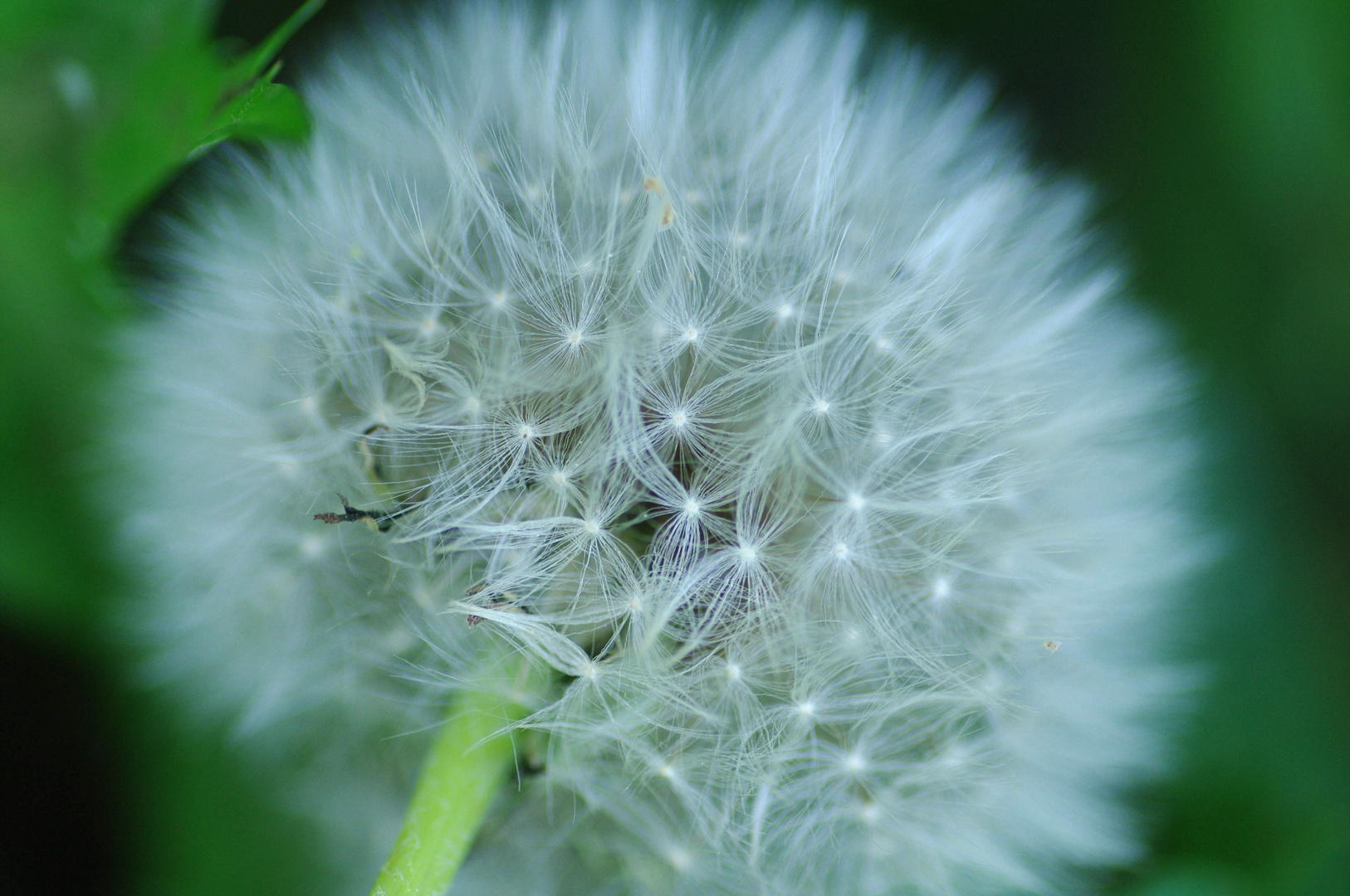 Pusteblume