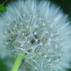 Pusteblume