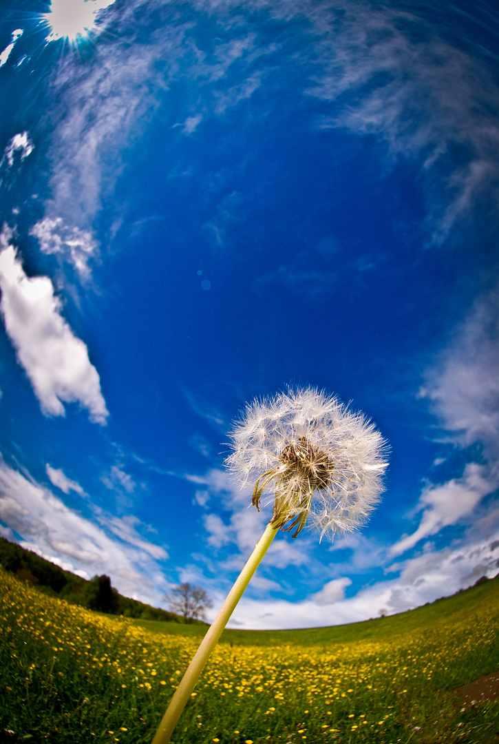 Pusteblume