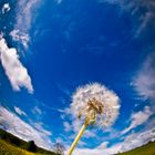 Pusteblume