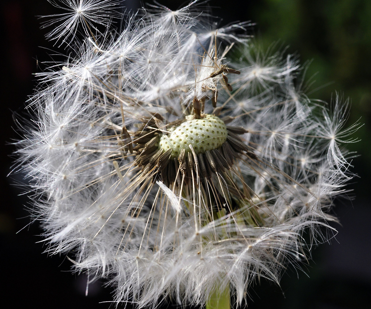 Pusteblume