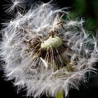 Pusteblume