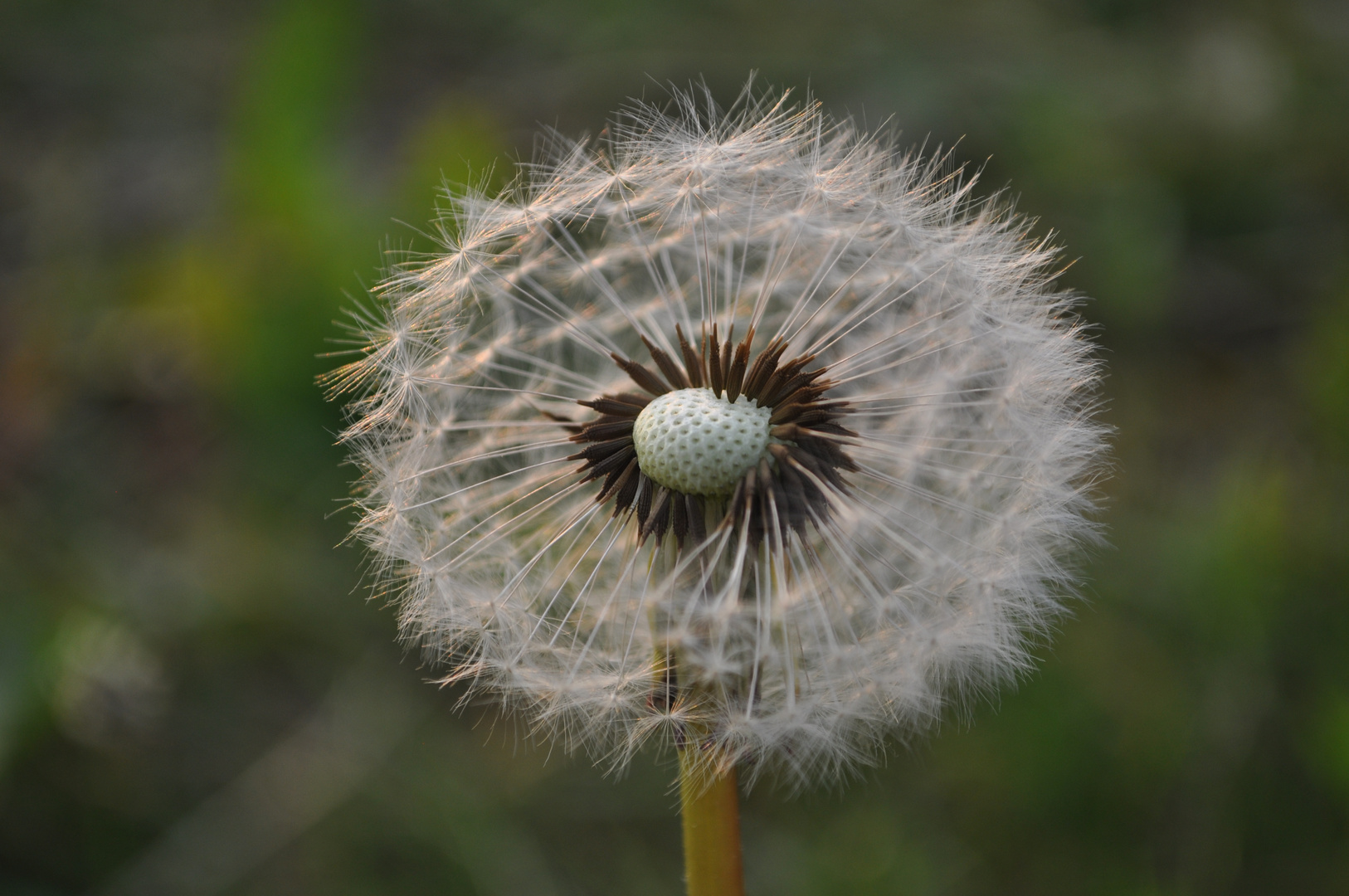 Pusteblume