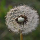 Pusteblume