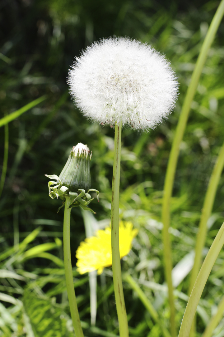 Pusteblume