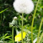 Pusteblume