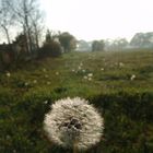 Pusteblume