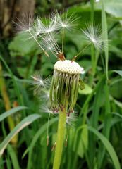 pusteblume