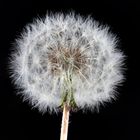 Pusteblume