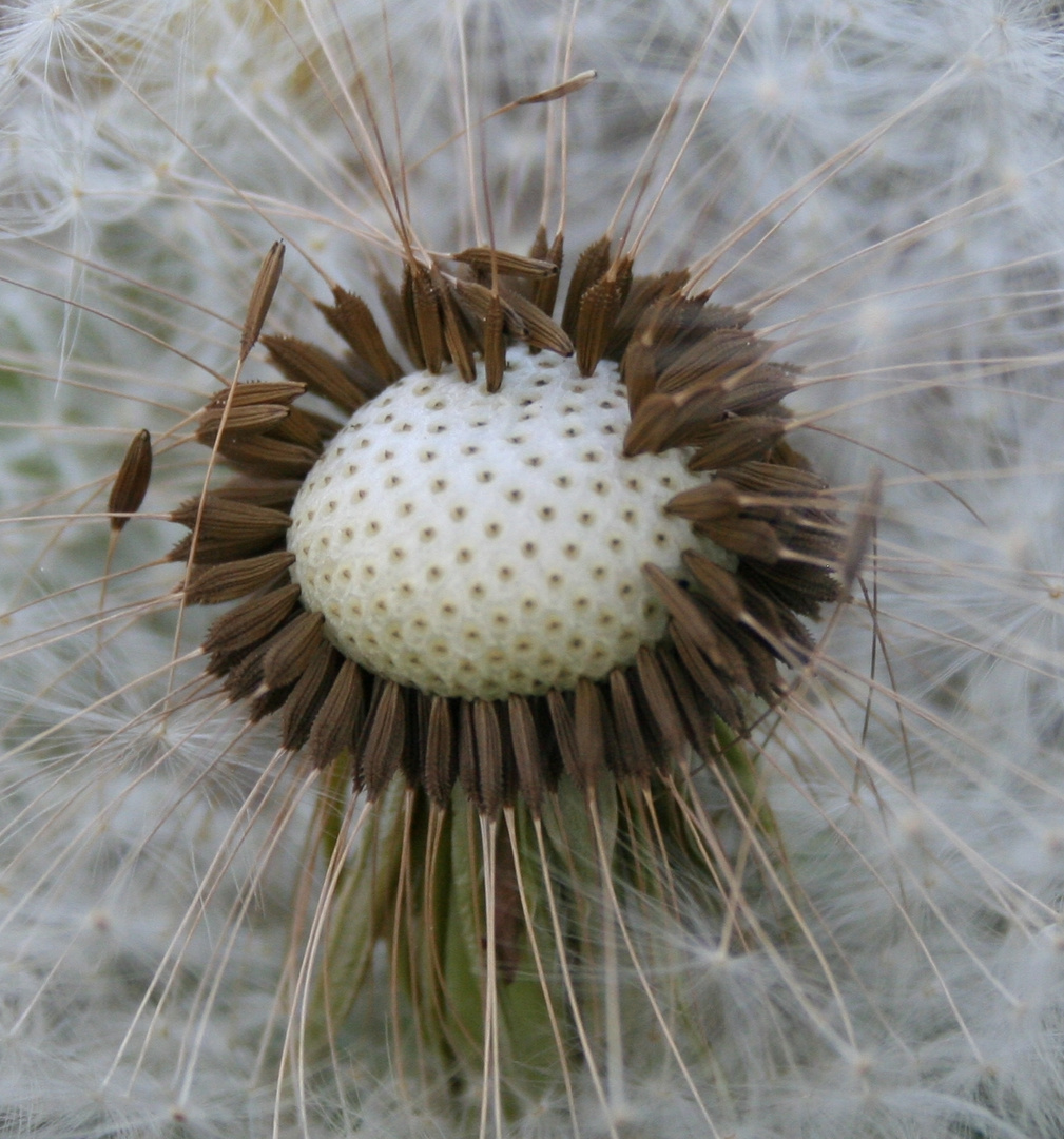 Pusteblume