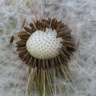 Pusteblume